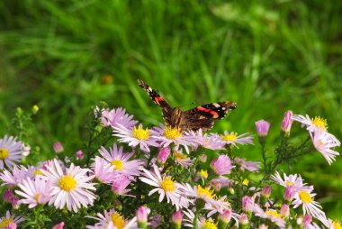 Amiral (vanessa atalanta) yabani chrysanthemum çiçekleri üzerinde oturan kelebek