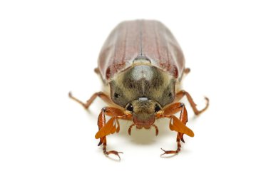 May-bug (tree beetle, Melontha Vulgaris) clipart