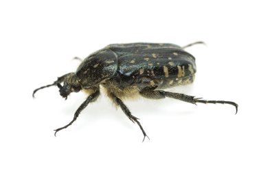 Alleculid böceği (Tropinota (Epicometis) hirta Poda (Scarabaeidae))
