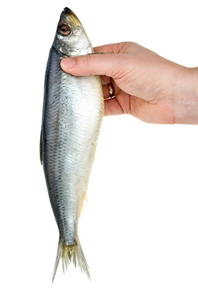 Tuzlanmış ringa balığı tutmak el — Stok fotoğraf