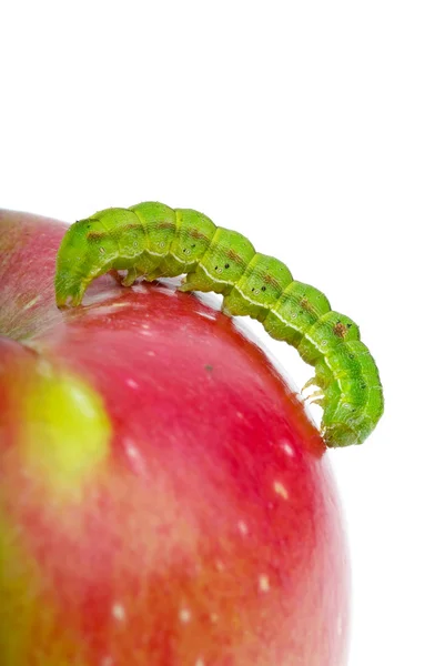 Большая зеленая гусеница ползает по красному яблоку — стоковое фото