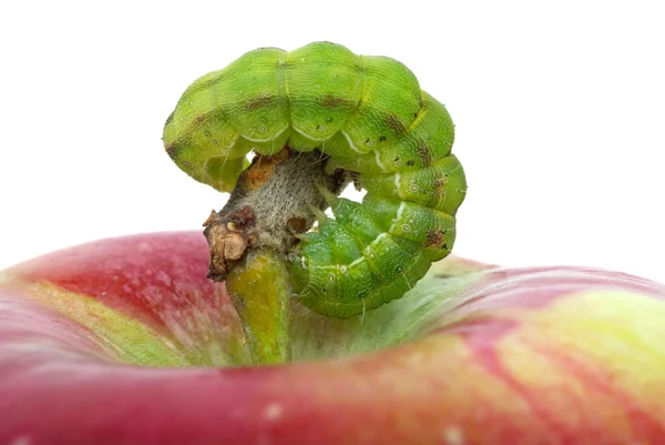 Green caterpillar on the red apple — Stock Photo, Image