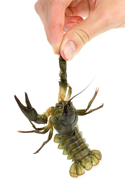 Mão segurando lagostins vivos — Fotografia de Stock