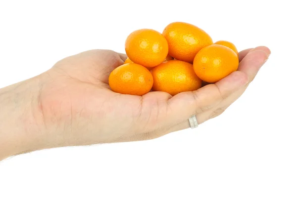 Ręka trzyma kilka owoców kumquat — Zdjęcie stockowe