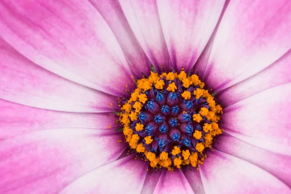 stock image Pink arctotis flower close-up