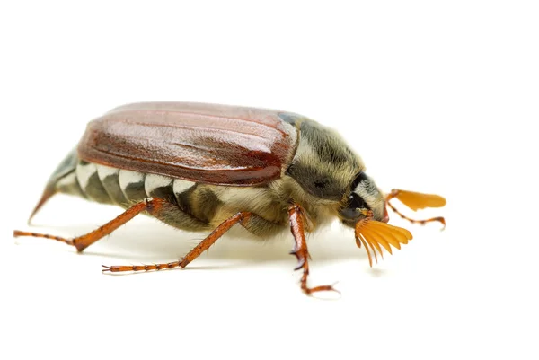 May-bug (tree beetle, Melontha Vulgaris) — Stock Photo, Image