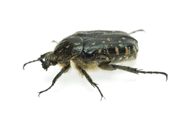 Chrząszcz Alleculid (Tropinota (Epicometis) hirta Poda (Scarabaeidae)) — Zdjęcie stockowe