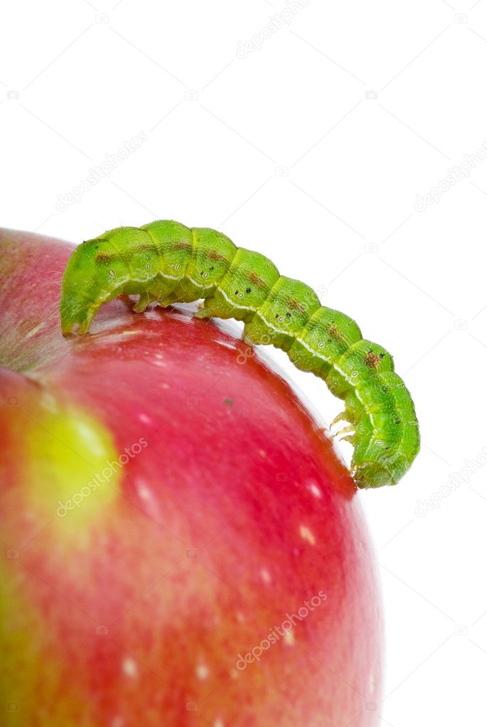 Big green caterpillar crawling over the red apple