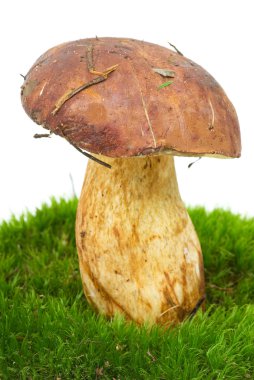 Boletus (boletus mantarı, sincap ekmek) yeşil yosun