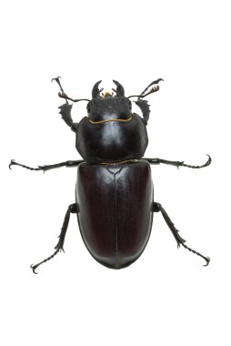 Dişi geyik böceği (Lucanus cervus tarama)