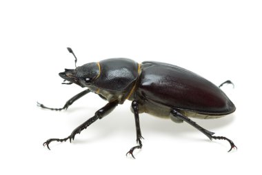 Crawling female stag beetle (Lucanus cervus) clipart