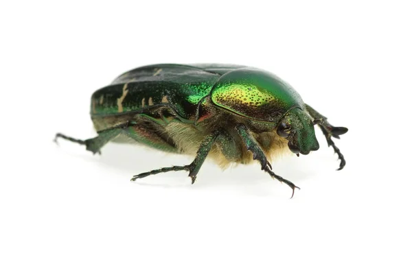 Flower chafer (rose chafer, Cetonia aurata) beetle — Stock Photo, Image