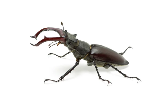Crawling male stag beetle (Lucanus cervus) — Stock Photo, Image