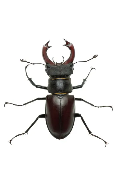 Pełzanie mężczyzna stag beetle (Lukan cervus) — Zdjęcie stockowe