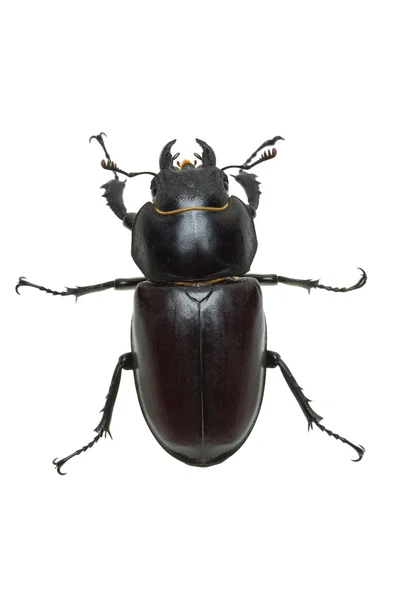 Crawling female stag beetle (Lucanus cervus) — Stock Photo, Image