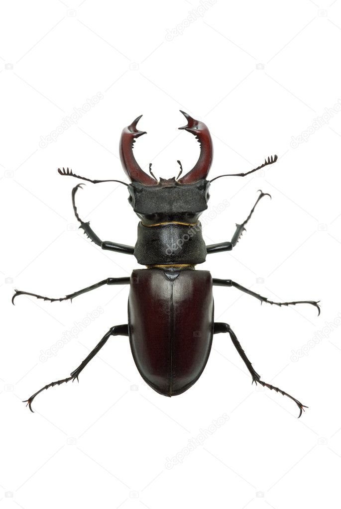 Crawling male stag beetle (Lucanus cervus)