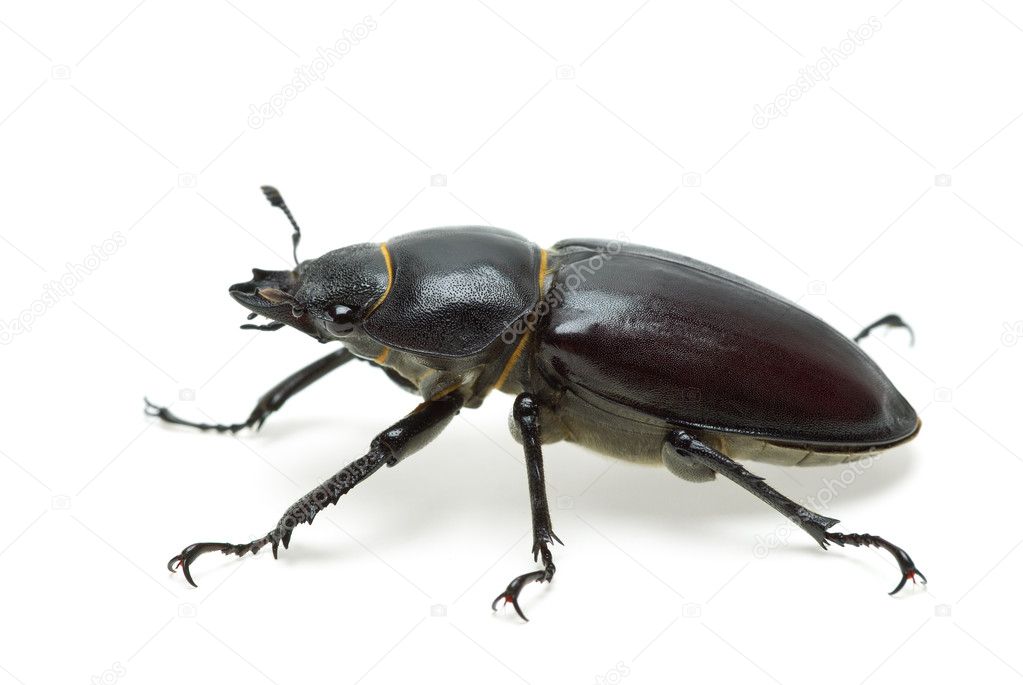 Crawling female stag beetle (Lucanus cervus)