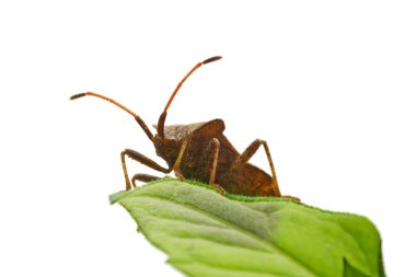 Stinkbug on the green leaf clipart