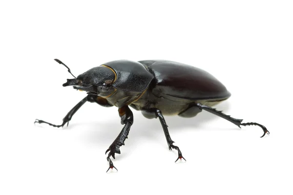 Female stag beetle — Stock Photo, Image