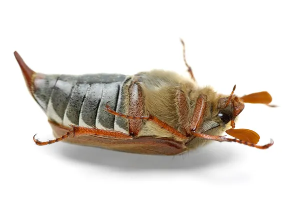 죽은 cockchafer (Melontha vulgaris) — 스톡 사진