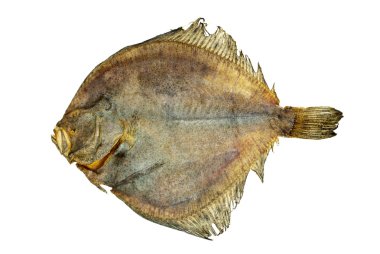 Salted turbot flatfish clipart