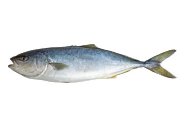 Single tuna fish clipart