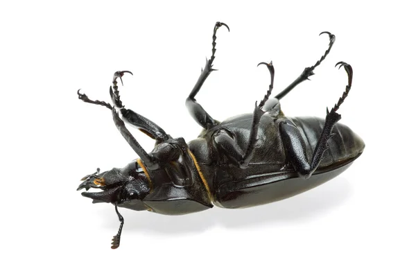 Toter Käfer — Stockfoto