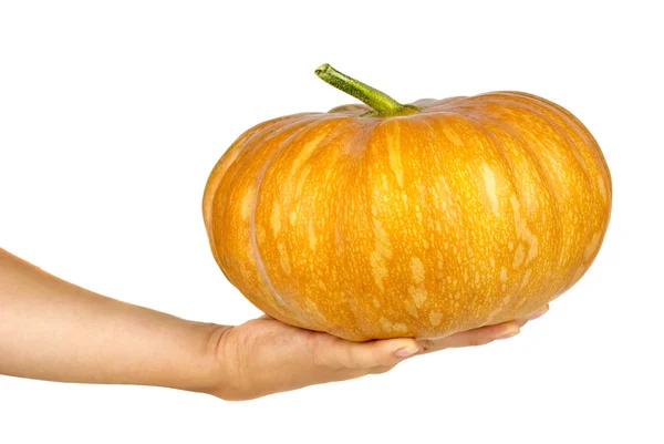 Hand holding orange pumpkin — Stock Photo, Image