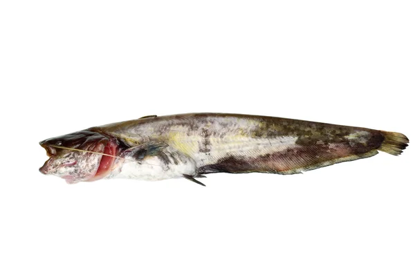 Färska malφρέσκα sheatfish — Stockfoto