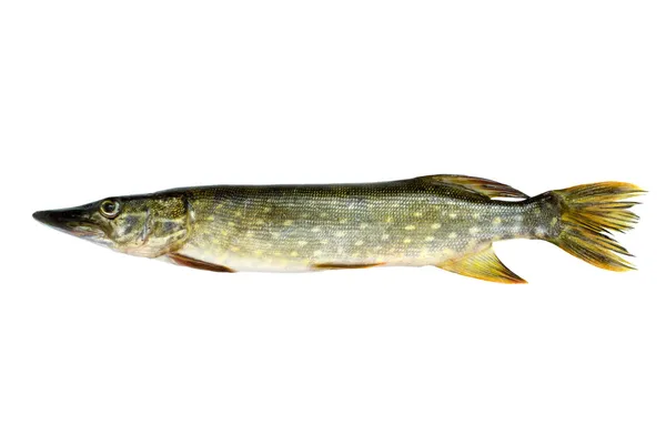 Pike φρέσκα ψάρια — Φωτογραφία Αρχείου