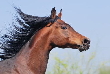 Portrait of beautiful arabian horse in motion clipart