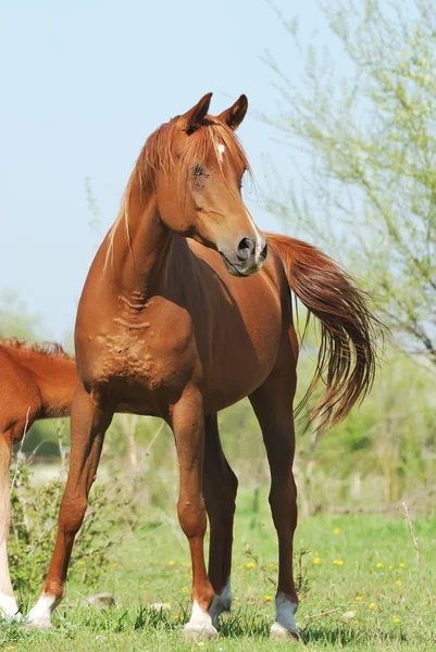 Vackra arabiska hästen körs trav på betesmark — Stockfoto