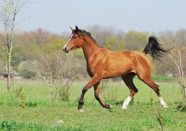 Beautiful arabian horse running trot on pasture — Stock Photo, Image