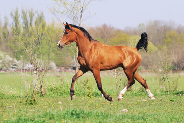 Beautiful arabian horse running trot on pasture
