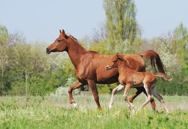 Beautiful arabian mare and foal running on pasture — Stock Photo, Image