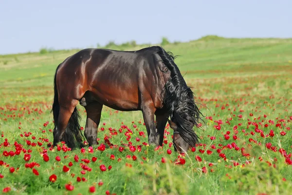 Piękny brązowy konia na pastwisku — Zdjęcie stockowe