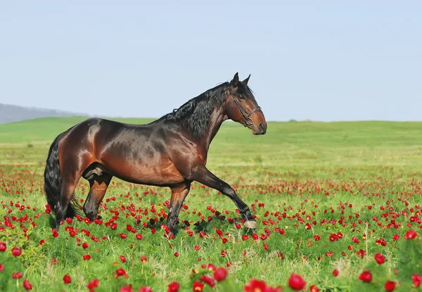 Hermoso caballo marrón en el pasto — Foto de Stock