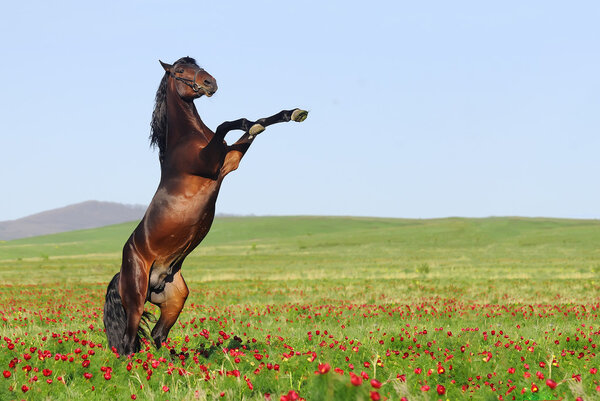 Beutiful brown horse rearing on pasture