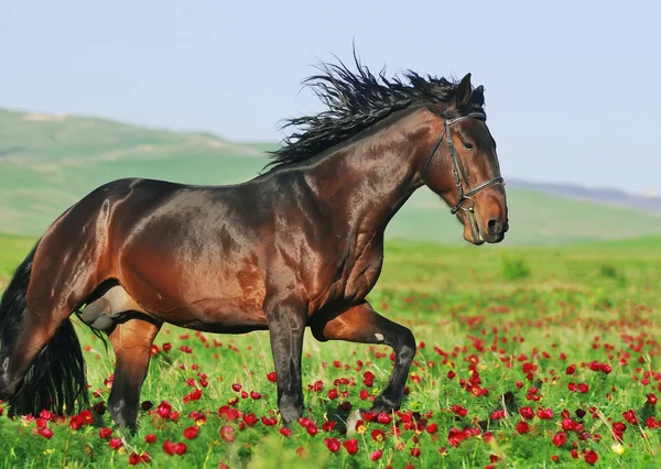 Vackra arabiska hästen i rörelse — Stockfoto