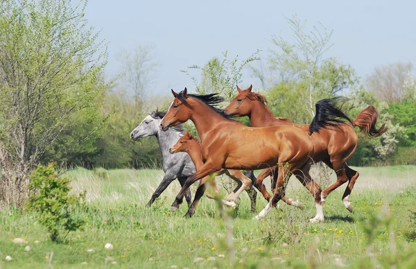 牧草地で実行されているアラビアの馬の群れ ストックフォト