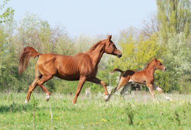 Beautiful arabian mare and foal running on pasture clipart