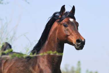 Portrait of beautiful arabian horse in motion clipart