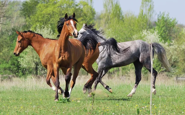 Rebanho de cavalos árabes brincando em pasto — Fotografia de Stock