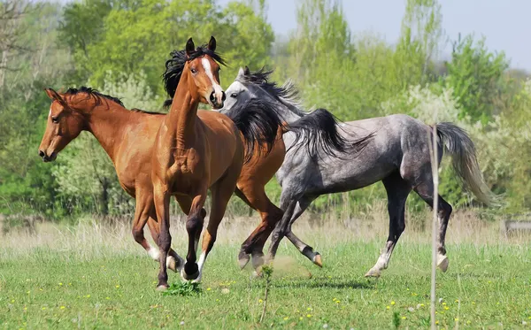 アラビアの馬が牧草地で遊んでの群れ ストックフォト