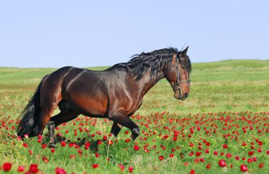 güzel kahverengi at tırıs mera üzerinde çalışan