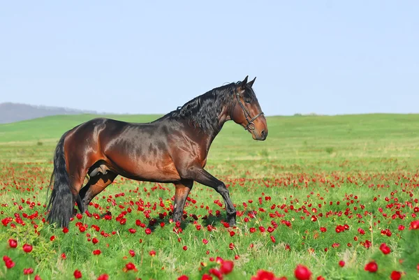 Gyönyörű barna ló legelőn — Stock Fotó