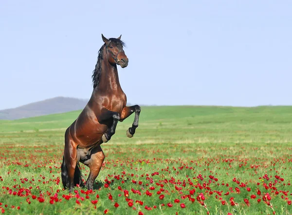 Hermoso caballo marrón criando en pastos — Foto de Stock