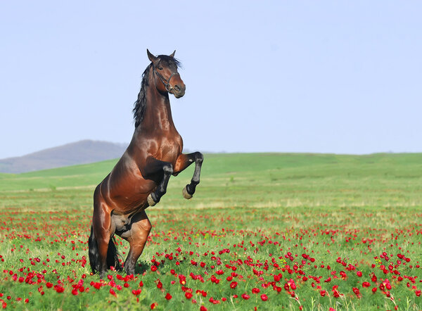 Beautiful brown horse rearing on pasture