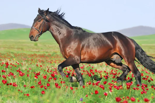 Beautiful brown horse running trot on pasture — Stock Photo, Image