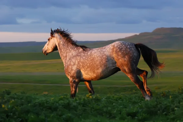 Γκρίζο άλογο που τρέχει στο λόφο στο ηλιοβασίλεμα — Φωτογραφία Αρχείου